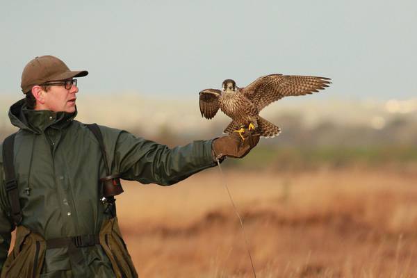 Falconry: ‘An exceptional way to interact with nature’