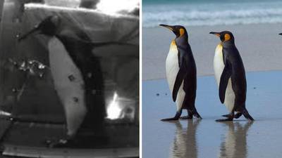 Penguins on a treadmill: what can we learn?