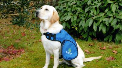 North’s chief vet gives assurance on assistance dogs post-Brexit