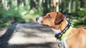Use of electric collars on cats and dogs to be banned under new regulations