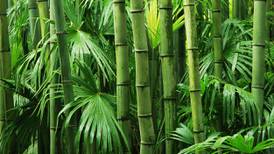 Is bamboo actually environmentally friendly?