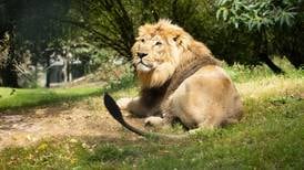 Fota pride swells as new Asiatic lion is wooed by lionesses