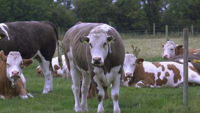 EU has to protect Irish beef industry from tariffs - IFA chairman