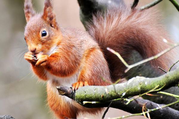 Good neighbours: How pine martens are helping red squirrels survive