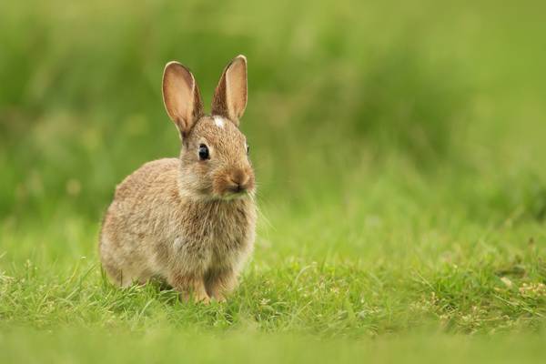 Disease fatal to rabbits and hares confirmed in Ireland