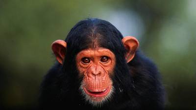 NY judge to consider claims that chimpanzees are ‘legal persons’