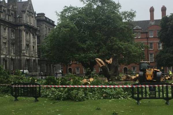 Trinity to remove another historic tree after collapse of 170-year-old maple