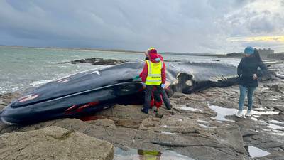 Storm washes fin whale on to Mayo beach: ‘We might never know what killed this gentle giant’