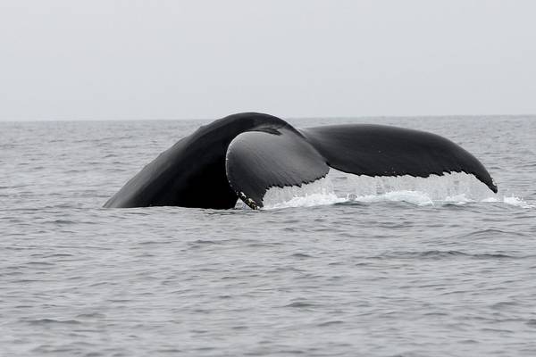 Concern over impact of sonar on whales as Russia plans naval exercises