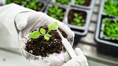 Plants using new gene-editing methods must comply with EU directives on GMOs - ECJ