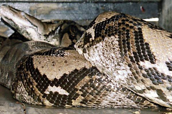 Python swallows Indonesian man whole