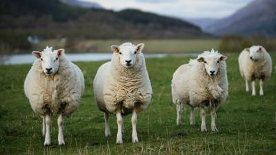 Leaving Cert agricultural science: Students tested on topics ranging from soil to sheep