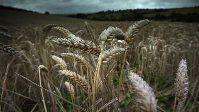 Agricultural greenhouse emissions ‘may be underestimated’