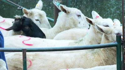 Farmer convicted of cruelty after lambs found starving in trailer