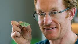 ‘Without them our biodiversity would collapse’: Munster moth catcher recording rare species