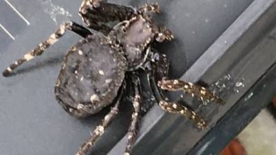 What’s this spider called? Readers’ nature queries