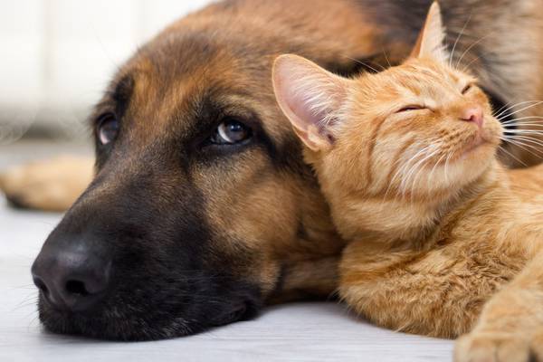 ‘Covid puppies’ and stressed cats: why your pet might need a mini-break