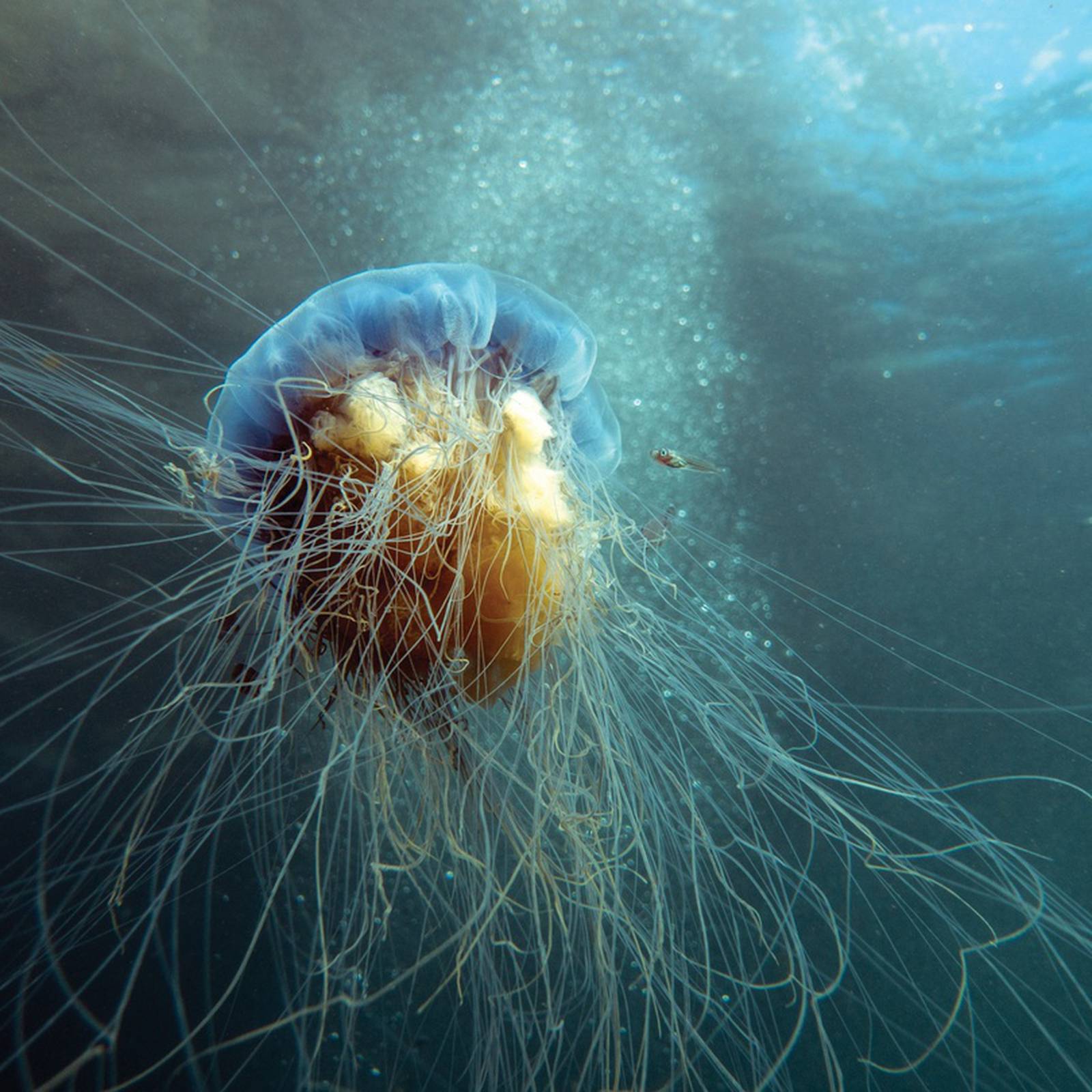 III. Common Types of Jellyfish Found Underwater