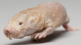 The naked mole rat: the best small rodent in the world with which to do research