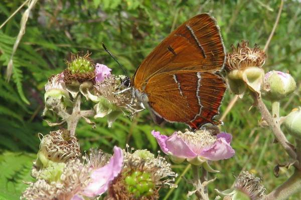 Report confirms acceleration of species loss and habitat deterioration