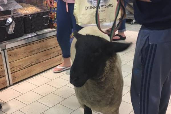Would you baa-lieve it? Man brings sheep on a leash into Lidl