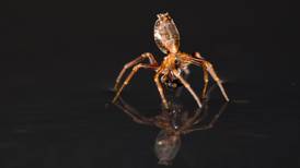 Scare alert: It’s true, spiders can ‘walk’ on water