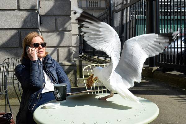 Why it is time for a cull of seagulls in Dublin