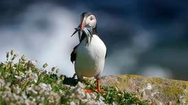 Ireland’s largest protected area for birds to be created along Co Wexford coast