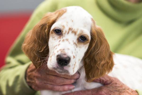 Fur goodness sake: The dogs bringing love and comfort to patients