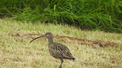 Stark warning issued on decline of curlew as just 128 breeding pairs remain