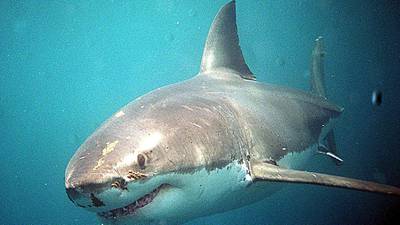 Beaches closed after suspected shark attacks in New York state