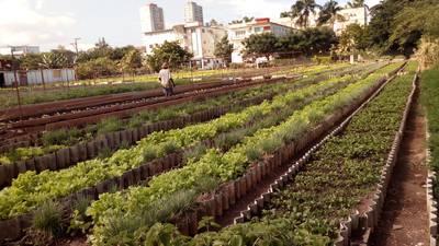 Eco-tourism, traditional farming life and the greening of red Cuba