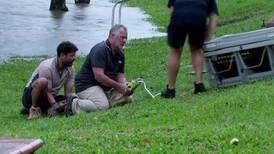 Caution, croc crossing: crocodile pulled from flood waters in Australia