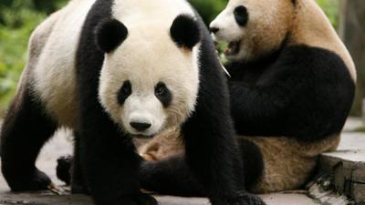 Panda poo could help solve world energy crisis, research finds