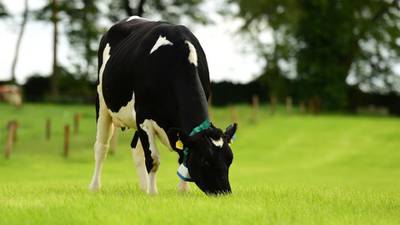 Farmers  to monitor moo-vement of cows using wearable tech