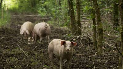 I sent the first of my four  pigs to the abattoir. Now I feel a pang of guilt