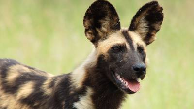 Rare African wild dog pups born in Dublin Zoo