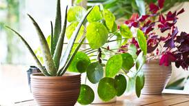 Confessions of a millennial house plant addict: Cacti are the new cocaine