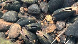 Environmentalist challenges removal of status for rare mussel