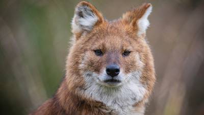 Endangered Asian dogs the newest residents at Dublin Zoo