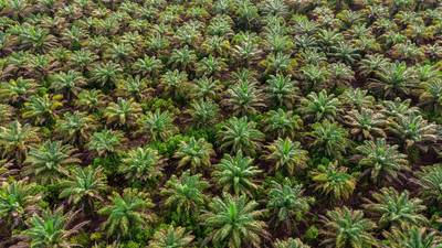 Acid in palm oil linked to cancer spread, finds study