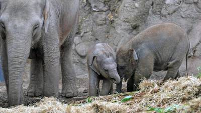 Elephant poet and emperor are introduced at Dublin Zoo