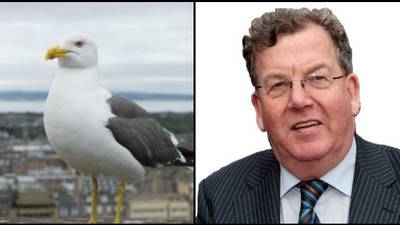 Ireland still in a flap over nuisance seagulls, says Senator