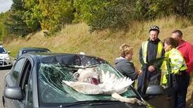 Swan meets fowl end after collision with windscreen