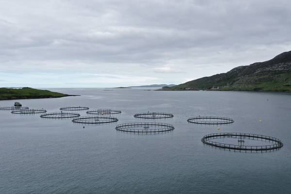 'There'll be no more wild salmon': Anglers warn of detrimental impact of fish farms