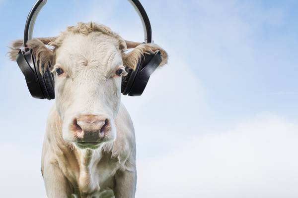 Live music belongs indoors, so let’s leave the festival fields to the cows
