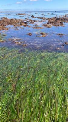 Seagrasses are a precious resource and need protection 