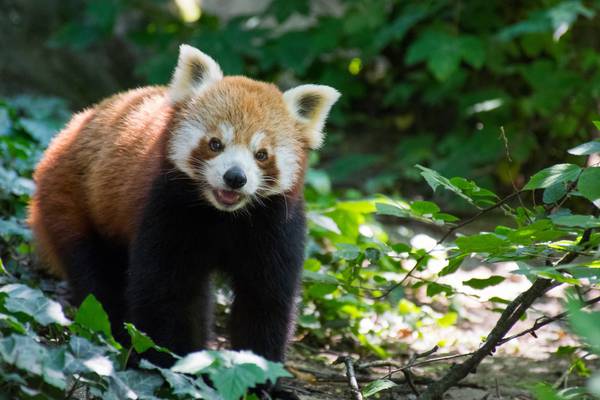 Celebration as rare red panda twins born in Dutch zoo