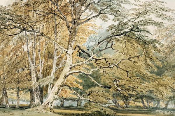 Art in Focus – Beech Trees at Norbury Park by JMW Turner (1775-1851)
