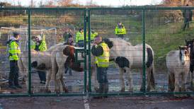 50 horses put down for animal welfare reasons
